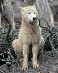 Arctic wolf (Canis lupus arctos)