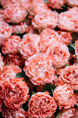 Beautiful blossoming pink curly roses texture, close up view