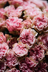 Beautiful blossoming pink curly roses texture, close up view