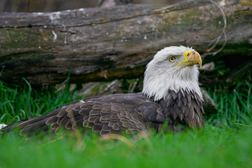 Bald eagle (Haliaeetus leucocephalus)