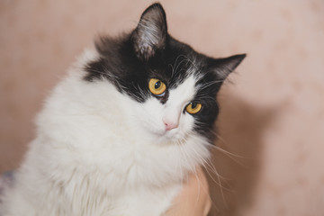 Black and white cat at home