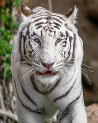 White Bengal tiger (Panthera tigris tigris)