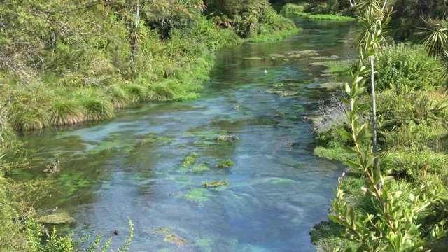 Blue Spring Putaruru. New Zealand. Medium shots