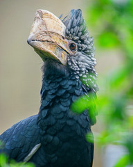 Silvery-cheeked Hornbill (Bycanistes brevis)