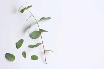 Frame, corner made of green Eucalyptus leaves and branches on white background. Floral composition. Feminine styled stock flat lay image, top view. Copy space.