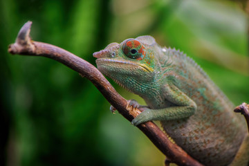 Panther chameleon (Furcifer pardalis)