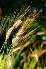 emmer alte getreidesorte  landwirtschaft