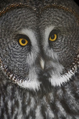 Great grey owl (Strix nebulosa)