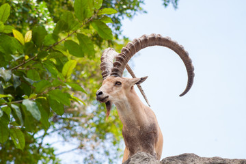 Male Ibex on a cliff showing side profile and full large horns and beard against blue sky