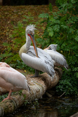 Dalmatian pelican (Pelecanus crispus)