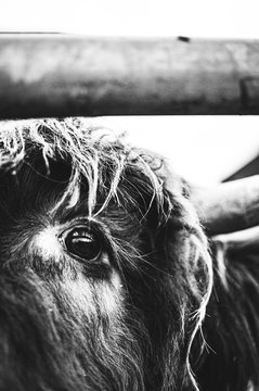 Black and white picture of Scottish Highland Cow in field looking at the camera, Ireland, England, suffolk. Hairy Scottish Yak. Brown hair, blurry background, added noise grain for artistic purpose.