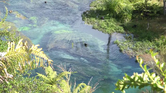 Blue Spring Putaruru. New Zealand. Medium shots