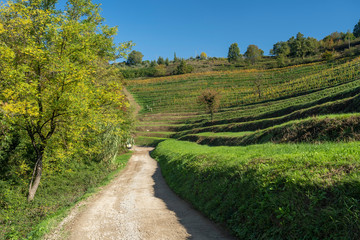 Fototapeta premium Vineyards in the park of Montevecchia and Curone, Italy, at fall