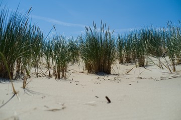 PIasek i trawa na wydmach nad morzem