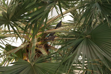 Obraz na płótnie Canvas small birds among palm leaves