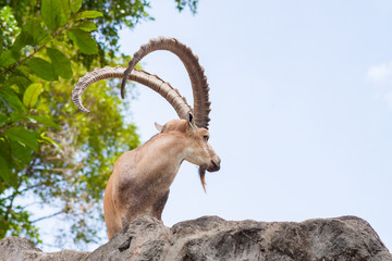 Male Ibex on a cliff showing side profile and full large horns and beard against blue sky
