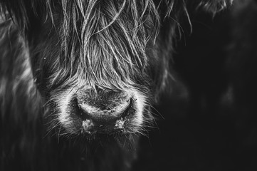 Black and white picture of Scottish Highland Cow in field looking at the camera, Ireland, England,...