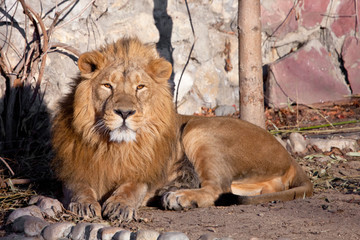 looks inquiringly. powerful lion male with a chic mane consecrated by the sun.