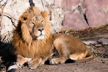 Naklejka na ściany i meble lying around and looking patronizing. powerful lion male with a chic mane consecrated by the sun.