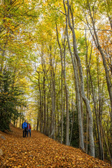 Fototapeta premium Nice beech forest in autumn in Spain, mountain Montseny
