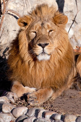 Full-face portrait - chic hair. powerful lion male with a chic mane consecrated by the sun.