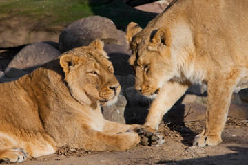 lioness girlfriends are cute chatting close-up.