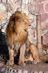 peppy. powerful lion male with a chic mane consecrated by the sun.