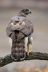 Adult wild azor, Accipiter gentilis, perched on its usual perch. Leon, Spain