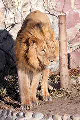 powerful lion male with a chic mane consecrated by the sun.