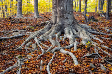 Nice beech forest in autumn in Spain, mountain Montseny