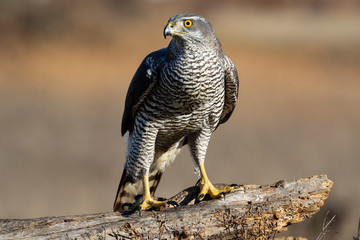 Adult wild azor, Accipiter gentilis, perched on its usual perch