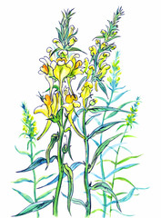 Fototapeta premium Wild snapdragon, forest plant, graphic drawing in watercolor, botanical illustration on a white background, isolated.