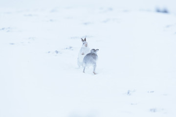 Boxing mountain hares © jamie