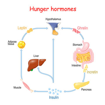 Hunger hormones (Insulin, Ghrelin, Incretin, and Leptin).