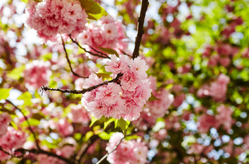 Beautiful cherry blossom. Fresh spring background on nature outdoors