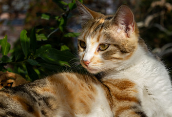 Yellow gray and white colored cat looking carefully. Close up cat eyes and face