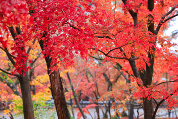 京都の紅葉