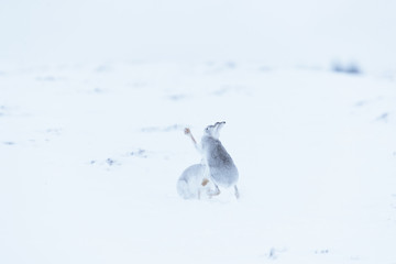Boxing mountain hares