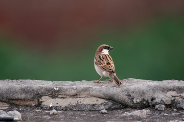 Sparrow