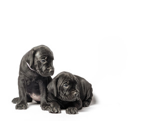 two identical twin puppies of breed canecorso on a white background