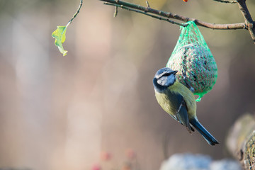 Blue tit on the fat ball