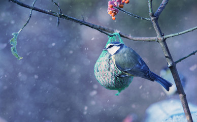 Blue tit with titmouse fat ball