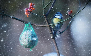 Blue tit with titmouse fat ball