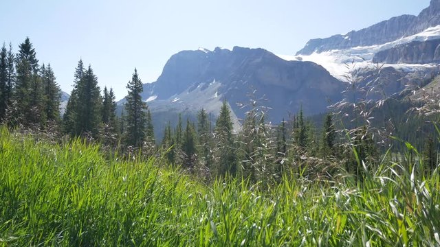 view of pine tree forest with beautiful mountain range and clear blue sky in summer holiday with giant gracier in banff national park,Alberta,Canada