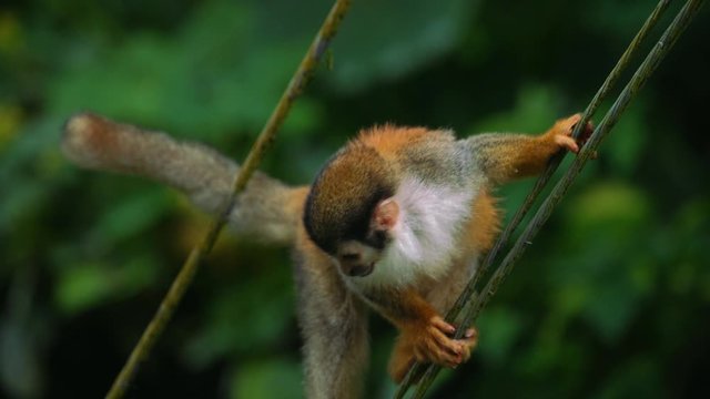 Slow Motion clip of a curious, wild and cute baby Squirrel Monkey, who is climbing and looking for food at Manuel Antonio National Park in Costa Rica. The leaves in the background are blurry.