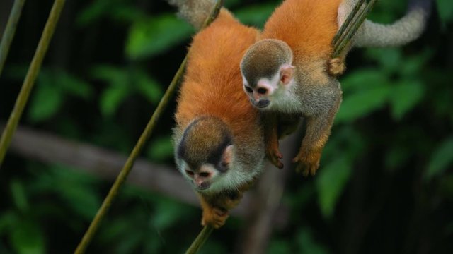 Slow Motion clip of a curious, wild and cute baby Squirrel Monkey is climbing and looking for food at Manuel Antonio National Park in Costa Rica. The leaves in the background are blurry.