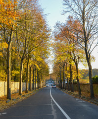 Fototapeta premium route en automne l.
