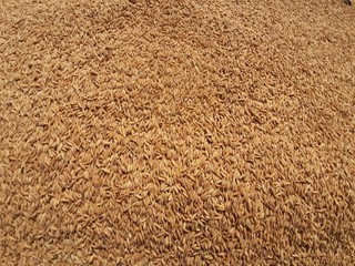 Rice seeds background. Closeup image of rice paddy after the harvest.