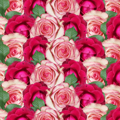 Beautiful floral background of pink and burgundy roses. Isolated