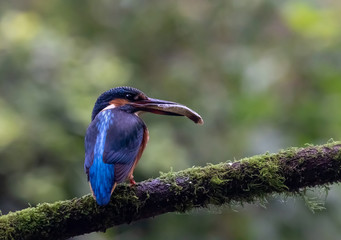 kingfisher with prey on branch